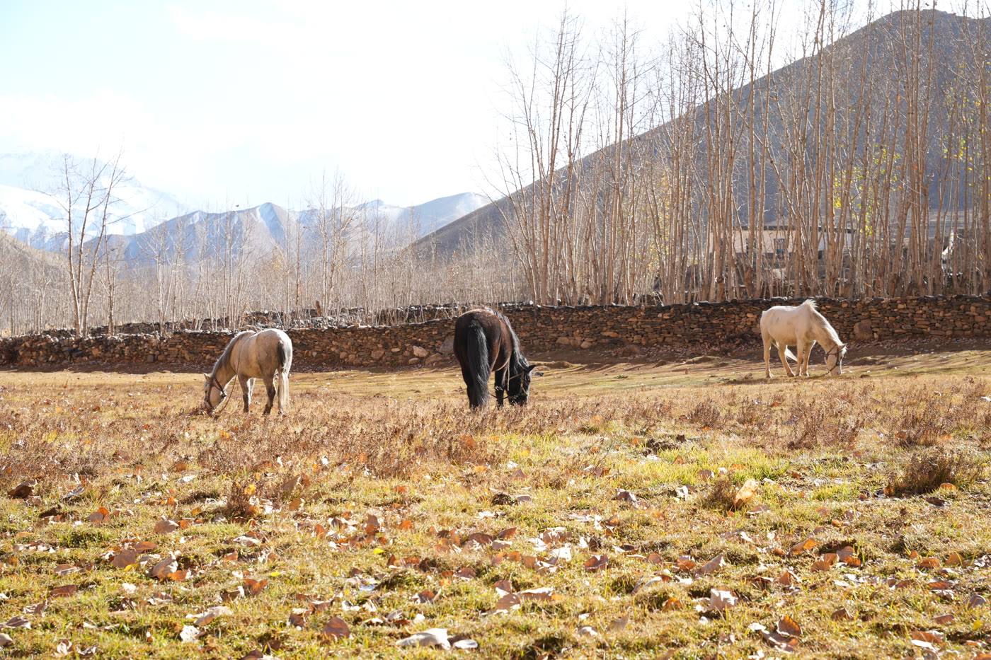 Himalayan Gold: horses grazing in an Upper Mustang meadow